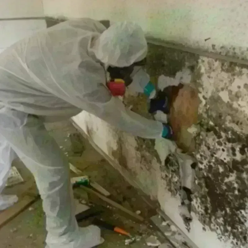 Mold Remediation and Removal in Eaton, CO